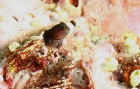 Komodo 2016 - Brown coral blenny - Salarias brun - Atrosalarias fuscus - IMG_6728_rc